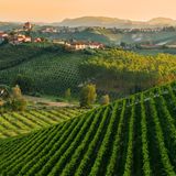 Panoramablick auf die Landschaft Langhe im Piemont
