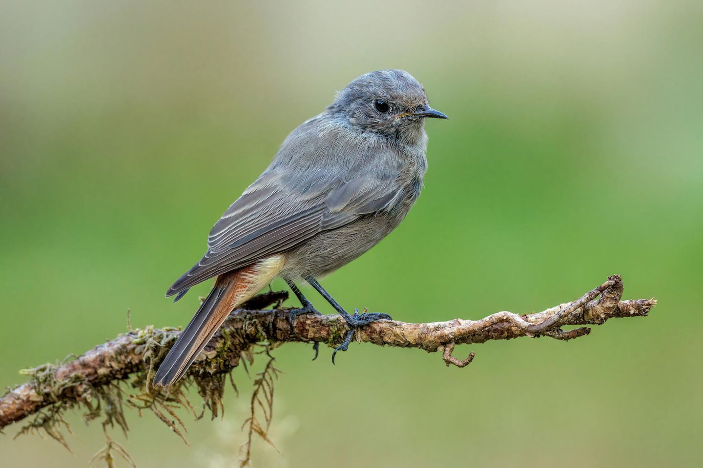 Der Hausrotschwanz (Phoenicurus ochruros, im Bild ein Weibchen) singt als "früher Vogel" lange vor Sonnenaufgang. Der Vogel stammt ursprünglich aus dem Bergland, hat sich aber an die Nähe zum Menschen gewöhnt. Allerdings macht den Gebäudebrütern zu schaffen, dass sie an Neubauten immer weniger Nistmöglichkeiten finden, wie Naturschutzverbände erklären