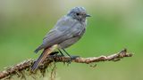 Der Hausrotschwanz (Phoenicurus ochruros, im Bild ein Weibchen) singt als "früher Vogel" lange vor Sonnenaufgang. Der Vogel stammt ursprünglich aus dem Bergland, hat sich aber an die Nähe zum Menschen gewöhnt. Allerdings macht den Gebäudebrütern zu schaffen, dass sie an Neubauten immer weniger Nistmöglichkeiten finden, wie Naturschutzverbände erklären