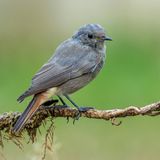 Der Hausrotschwanz (Phoenicurus ochruros, im Bild ein Weibchen) singt als "früher Vogel" lange vor Sonnenaufgang. Der Vogel stammt ursprünglich aus dem Bergland, hat sich aber an die Nähe zum Menschen gewöhnt. Allerdings macht den Gebäudebrütern zu schaffen, dass sie an Neubauten immer weniger Nistmöglichkeiten finden, wie Naturschutzverbände erklären