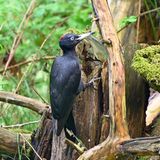 Der an seinem schwarzen Gefieder und der roten Kappe gut zu erkennende Schwarzspecht macht seinem Spitznamen "Zimmermann des Waldes" alle Ehre. Er steht für Artenvielfalt, denn in seine Höhlen ziehen als Nachmieter viele verschiedene Arten, darunter Siebenschläfer, Fledermäuse und Hohltauben ein. In Deutschland brüten etwa 50.000 Schwarzspecht-Paare; vor allem in Mittelgebirgsregionen fühlen sie sich wohl