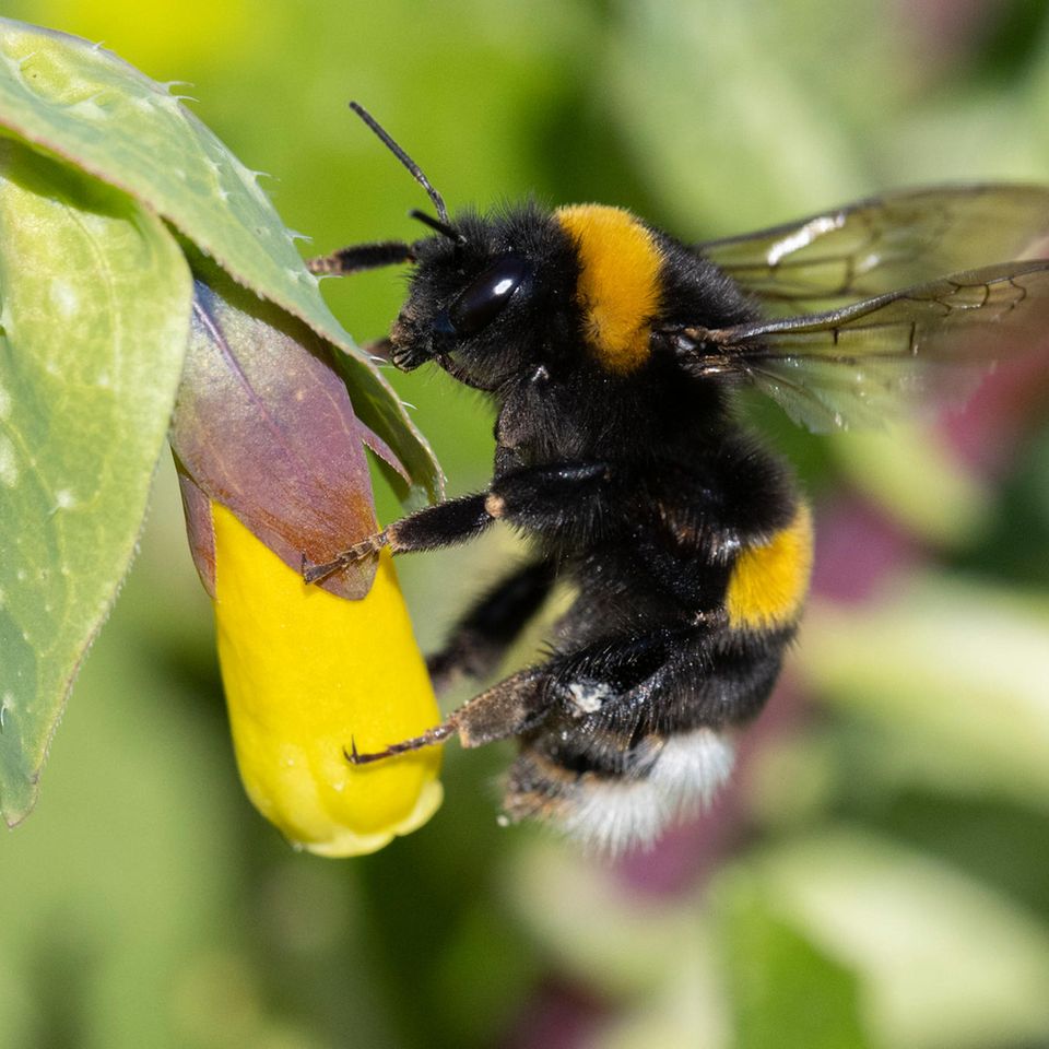 Grossaufnahme einer Hummel an einer gelben Blüte