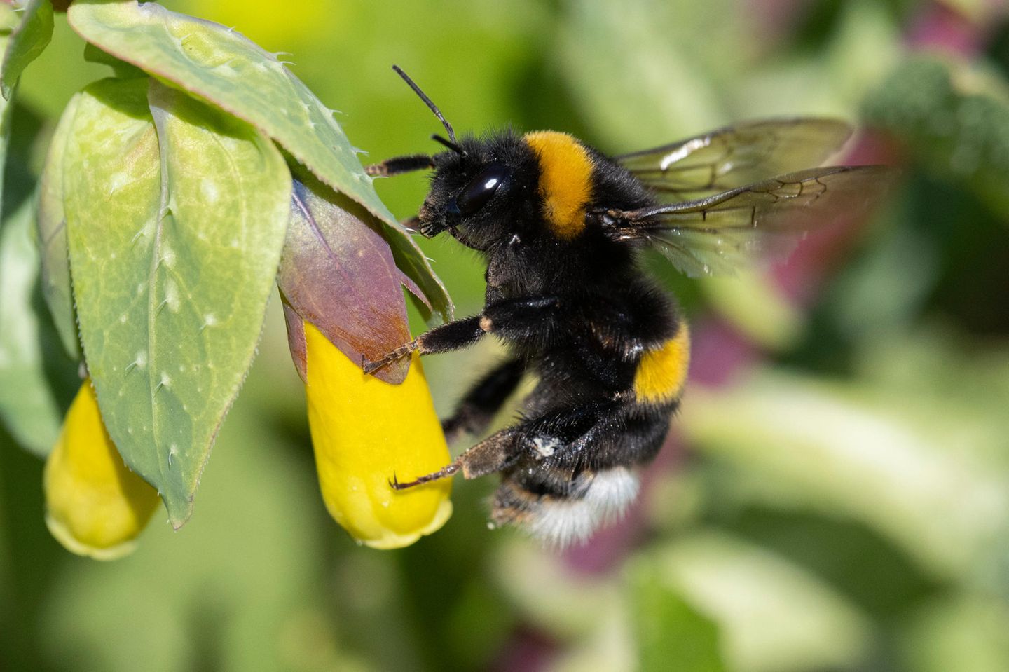 Grossaufnahme einer Hummel an einer gelben Blüte