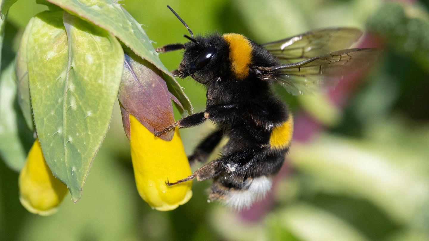 Grossaufnahme einer Hummel an einer gelben Blüte