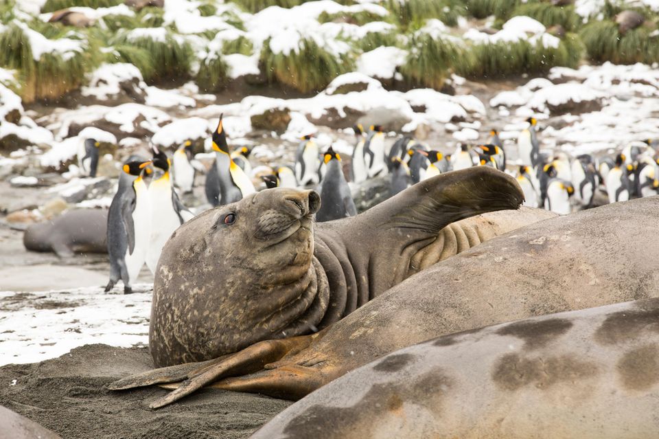 Seeelefant im Vordergrund und Pinguine im Hintergrund