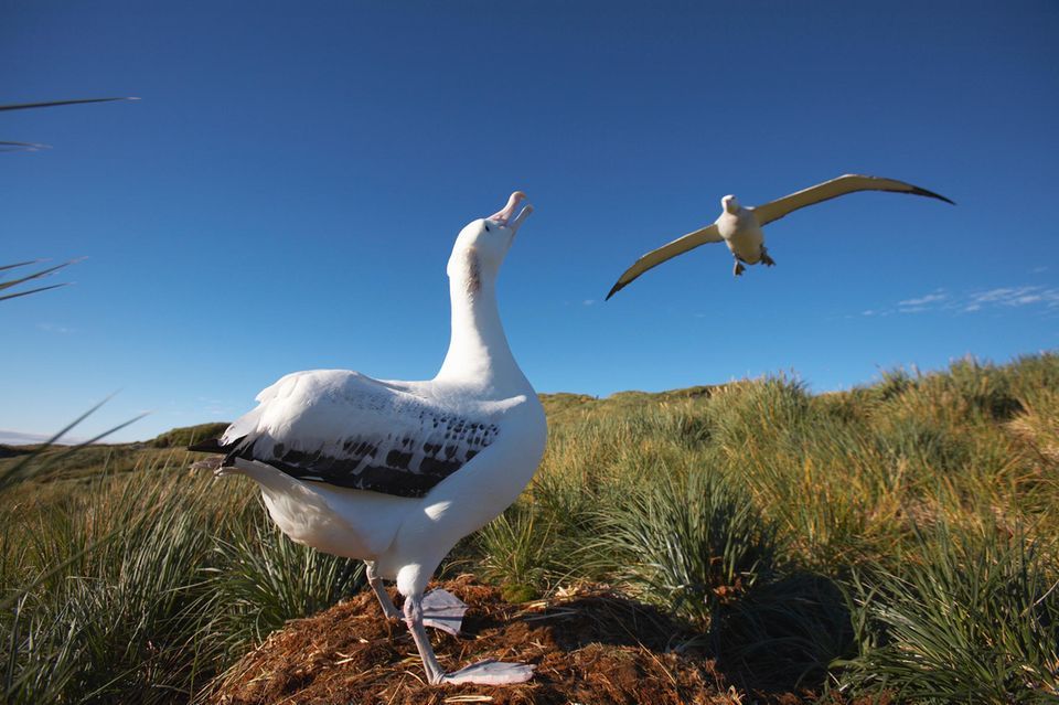 Ansicht eines sitzenden und eines fliegenden Albatrosses