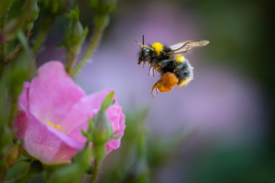 Eine Hummel fliegt auf eine rosa Blume