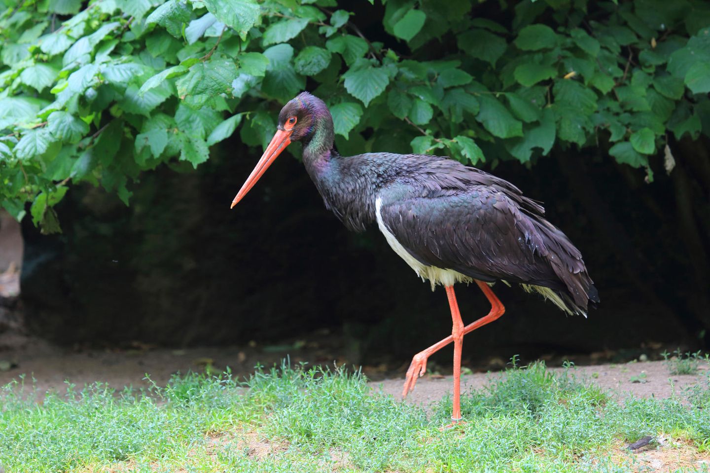 Im Gegensatz zu dem viel häufiger vorkommenden und viel bekannteren Weißstorch meidet der Schwarzstorch (Ciconia nigra) Kulturlandschaften. Er lebt zurückgezogen in großen, ruhigen Waldflächen und zieht etwa einen Monat später als der Weißstorch nach Afrika zum Überwintern. Seine Nahrung fängt er häufig an Flüssen