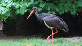 Im Gegensatz zu dem viel häufiger vorkommenden und viel bekannteren Weißstorch meidet der Schwarzstorch (Ciconia nigra) Kulturlandschaften. Er lebt zurückgezogen in großen, ruhigen Waldflächen und zieht etwa einen Monat später als der Weißstorch nach Afrika zum Überwintern. Seine Nahrung fängt er häufig an Flüssen