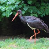 Im Gegensatz zu dem viel häufiger vorkommenden und viel bekannteren Weißstorch meidet der Schwarzstorch (Ciconia nigra) Kulturlandschaften. Er lebt zurückgezogen in großen, ruhigen Waldflächen und zieht etwa einen Monat später als der Weißstorch nach Afrika zum Überwintern. Seine Nahrung fängt er häufig an Flüssen