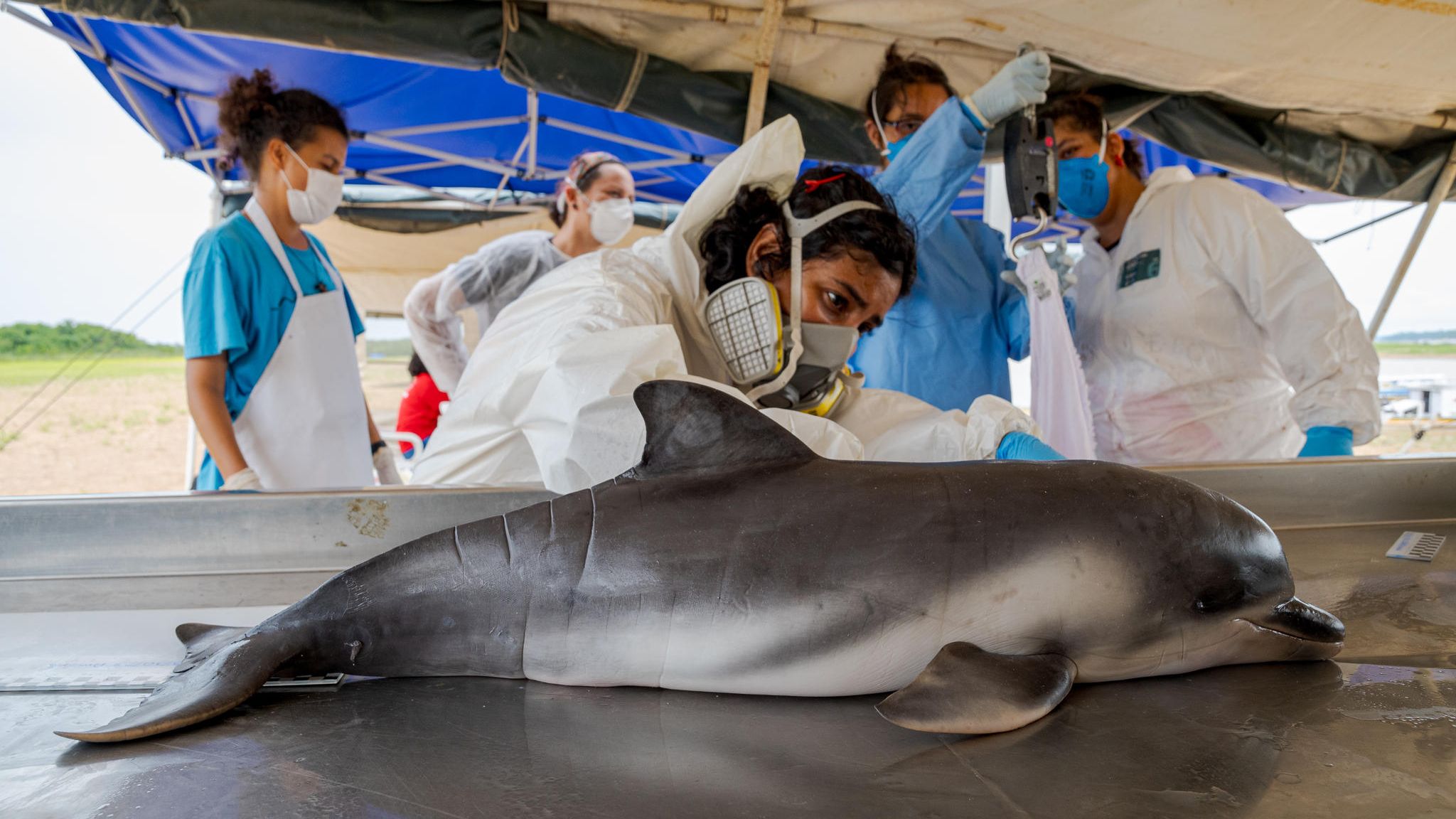 Brasilien: Woran starben die Delfine, die massenhaft am Ufer des Tefé angespült wurden? Inzwischen haben die Forschenden eine Vermutung Woran starben die Delfine, die massenhaft am Ufer des Tefé angespült wurden? Inzwischen haben die Forschenden eine Vermutung