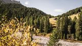 Zirbelkieferwald im Lüsner Tal