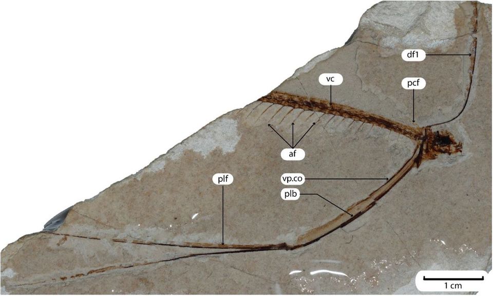 Die gefundenen Fossile sind unvollständig: Ihnen fehlt die Schwanzflosse. Diese könnte wichtige Informationen über die Herkunft der Fische liefern