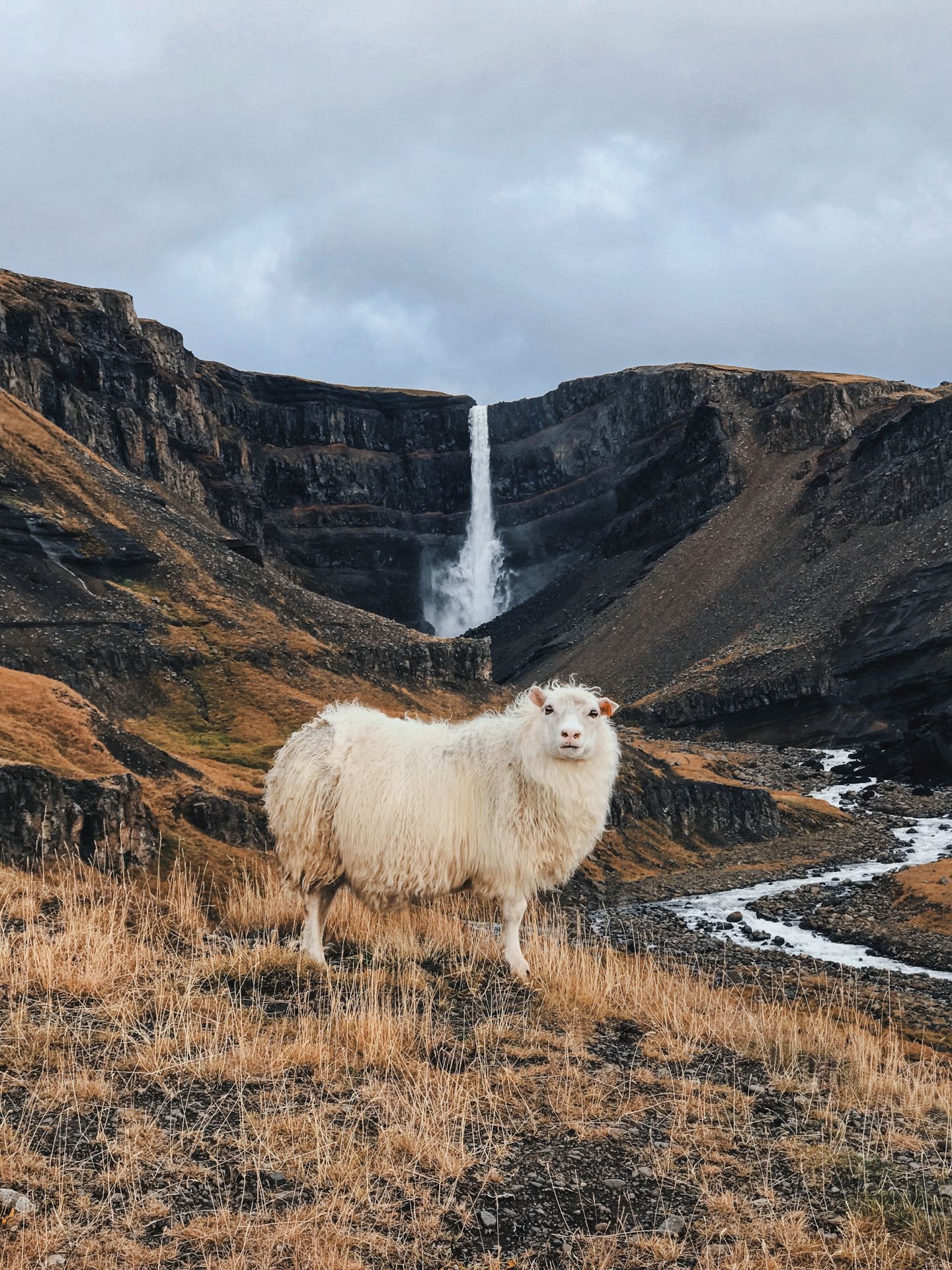 Schaf vor dem Hengifoss-Wasserfall in Island
