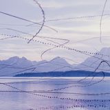 Vogelschwärme kreuzen am Himmel