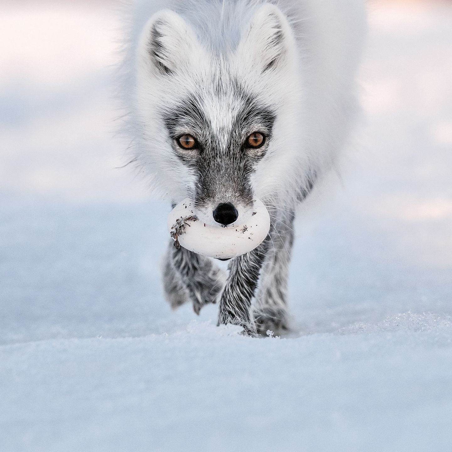 Hungriger Räuber Ein Polarfuchs stiehlt ein Gänseei