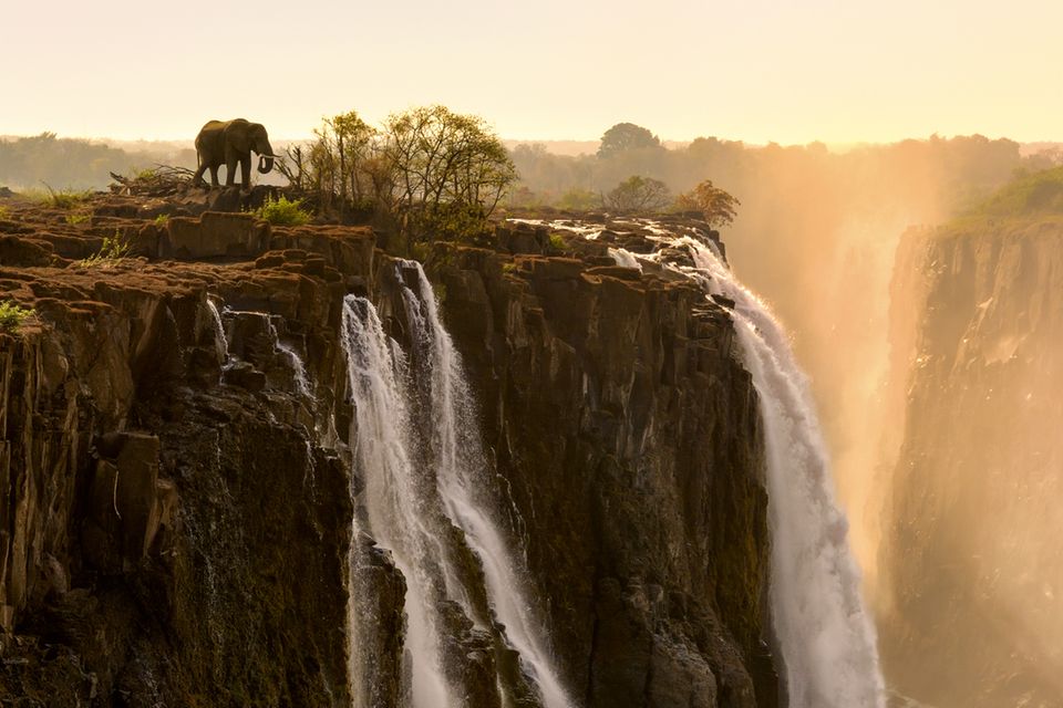 Elefant bei den Victoria-Wasserfällen 0.7458