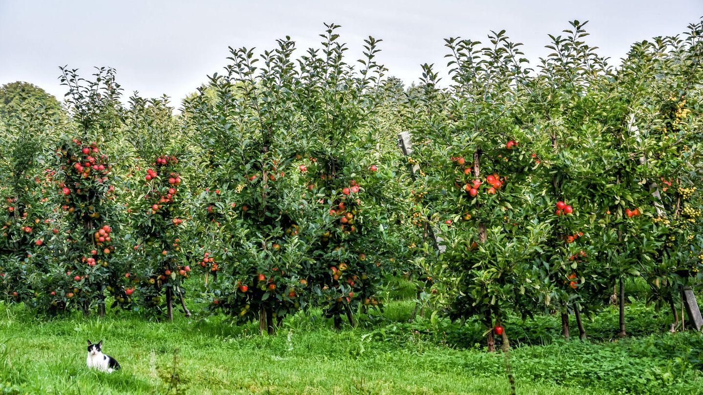 Apfelbäume in der Betuwe