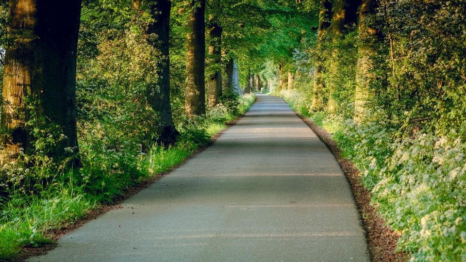 Äpfel statt Tulpen : Die Betuwe ist über die Landesgrenzen hinaus als eine der größten Baumschulregionen bekannt. Zahlreichen Alleen prägen die Straßen Die Betuwe ist über die Landesgrenzen hinaus als eine der größten Baumschulregionen bekannt. Zahlreichen Alleen prägen die Straßen