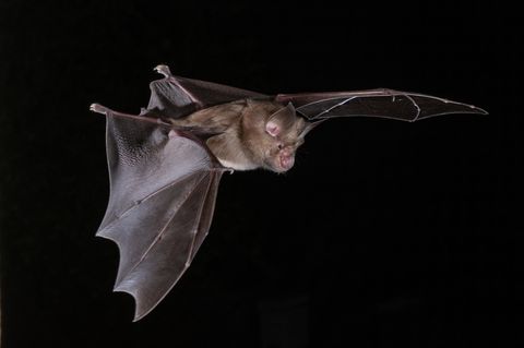 fliegender Flughund in Nahaufnahme auf schwarzem Hintergrund