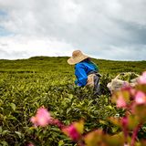 Frau in der Teeplantage (Bois Cheri) in den Ausläufern.