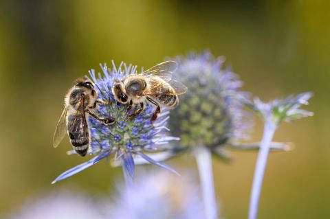 Zwei Honigbienen auf einer Mannstreu