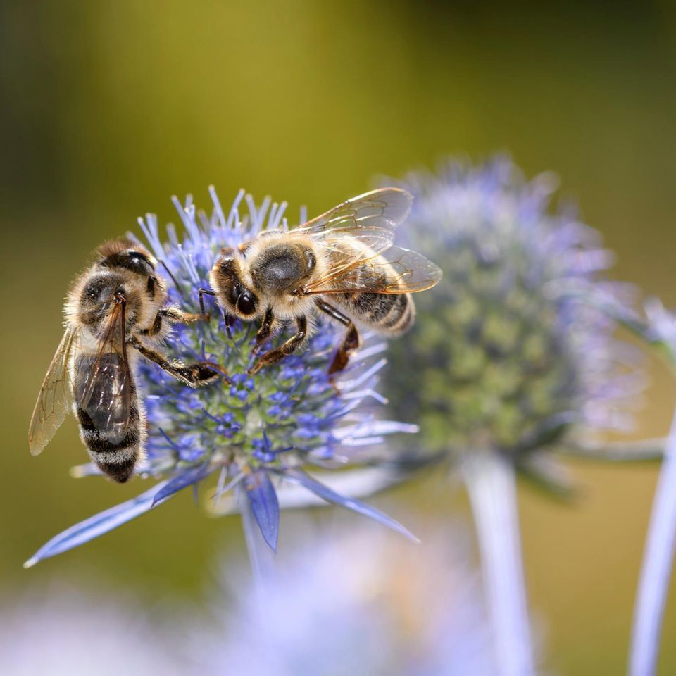 Zwei Honigbienen auf einer Mannstreu