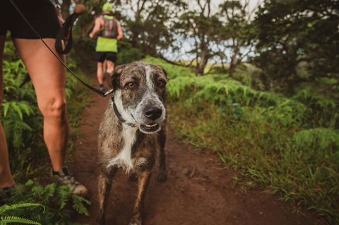 Joggingleine für Hunde