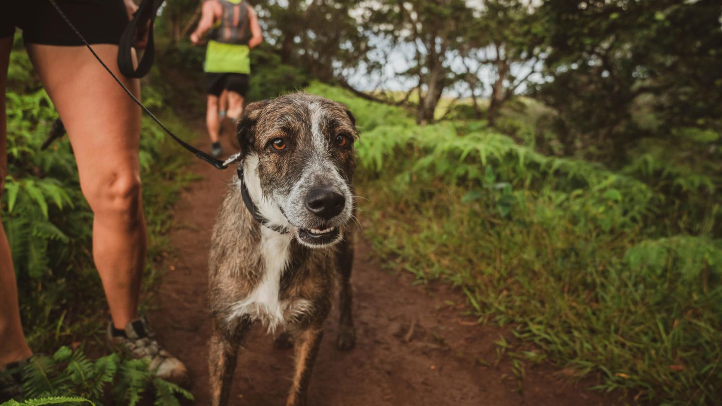 Joggingleine für Hunde
