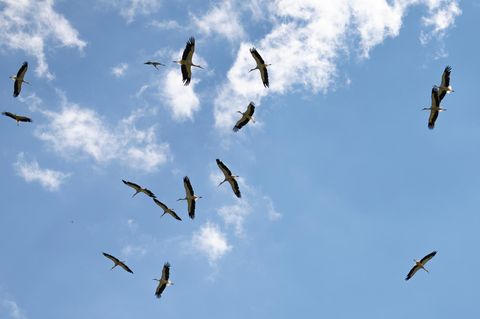 Störche stehen unter Naturschutz, weil ihre Population in der Vergangenheit durch Lebensraumverlust und Umweltverschmutzung stark zurückgegangen ist. In der Naturlandschaft nahe des Bodensees fühlen sich die Zugvögel sehr wohl