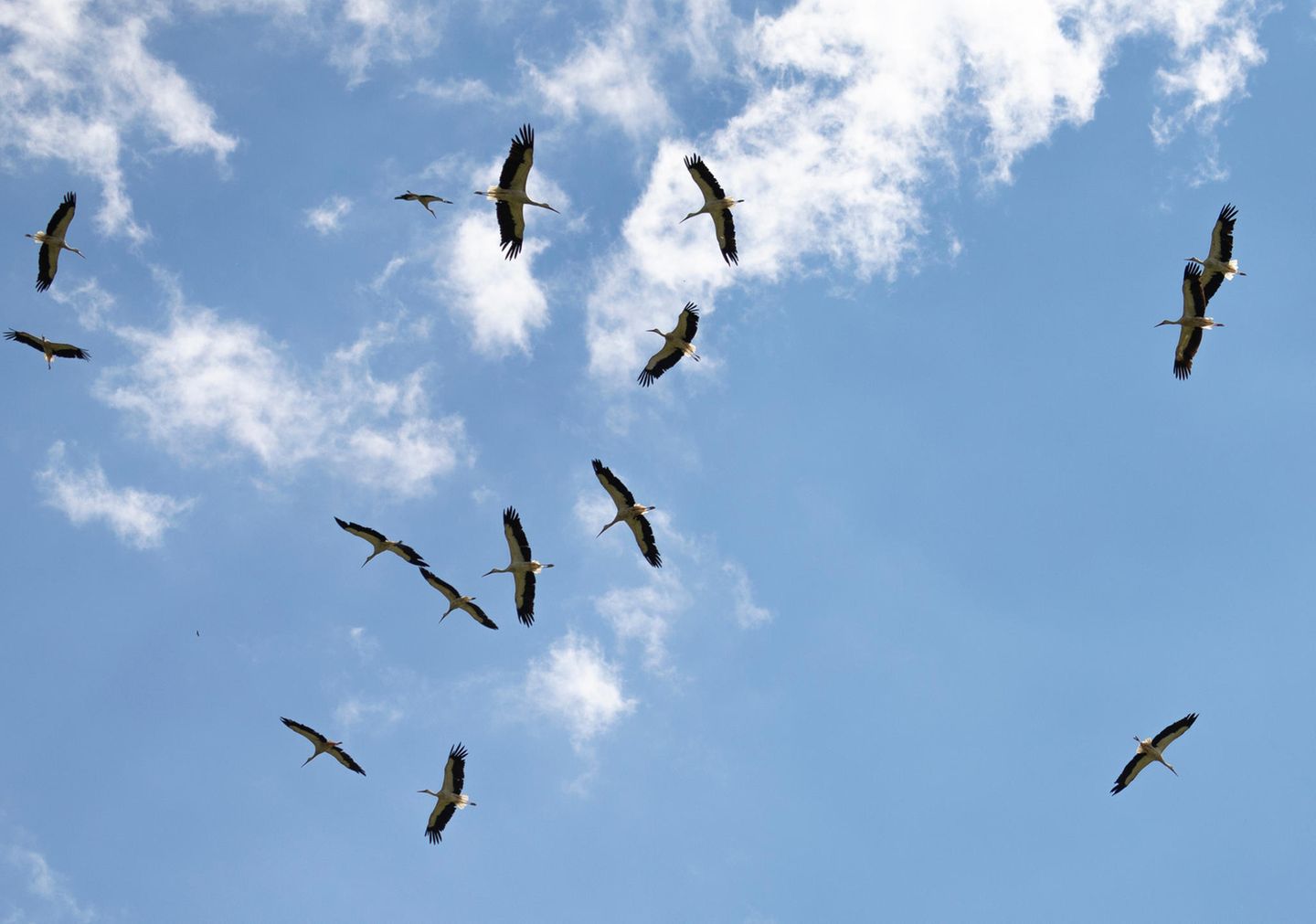 Störche stehen unter Naturschutz, weil ihre Population in der Vergangenheit durch Lebensraumverlust und Umweltverschmutzung stark zurückgegangen ist. In der Naturlandschaft nahe des Bodensees fühlen sich die Zugvögel sehr wohl
