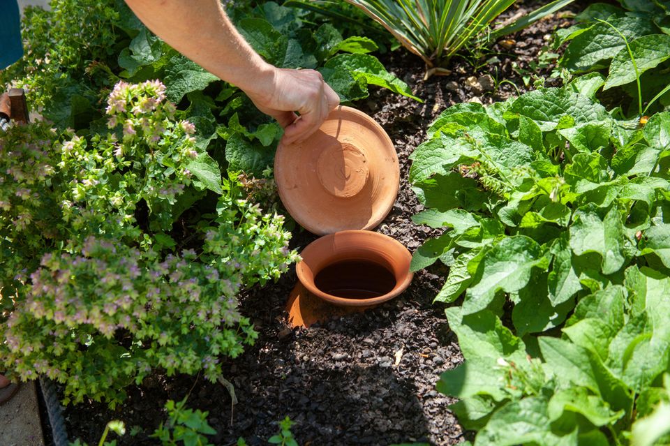 Tongefäße als Wasserspeicher: Wie Ollas funktionieren und warum man sie ganz einfach selber bauen kann