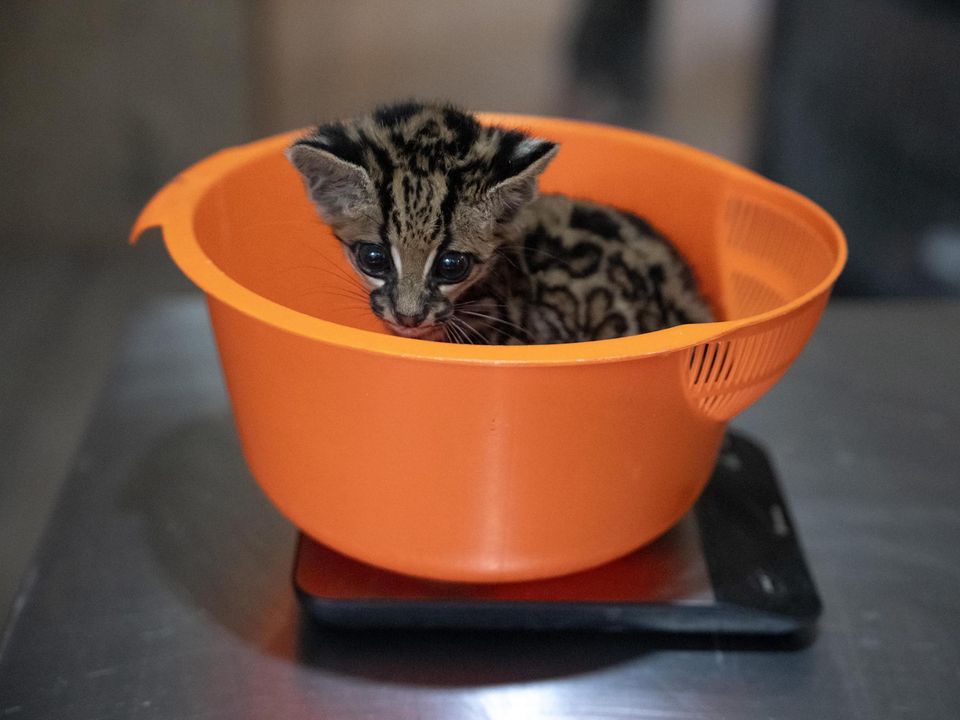 Baby-Ozelot in einer orangen Schüssel