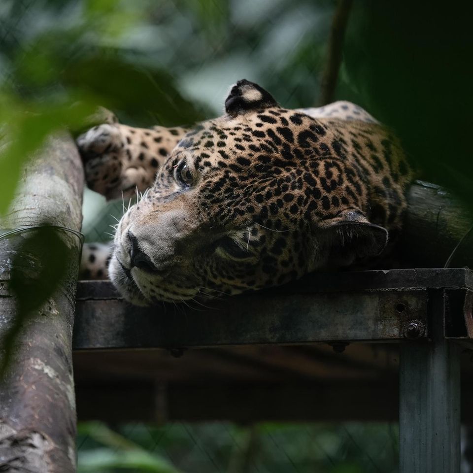 liegender Jaguar auf einem Baum