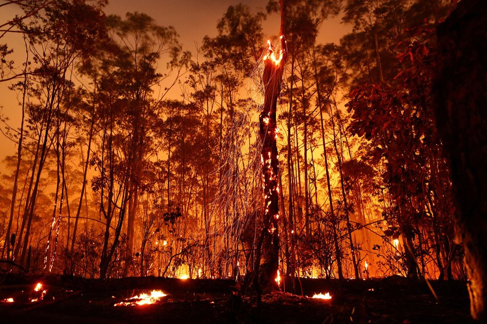 Ein Wald in Brasilien steht in Flammen