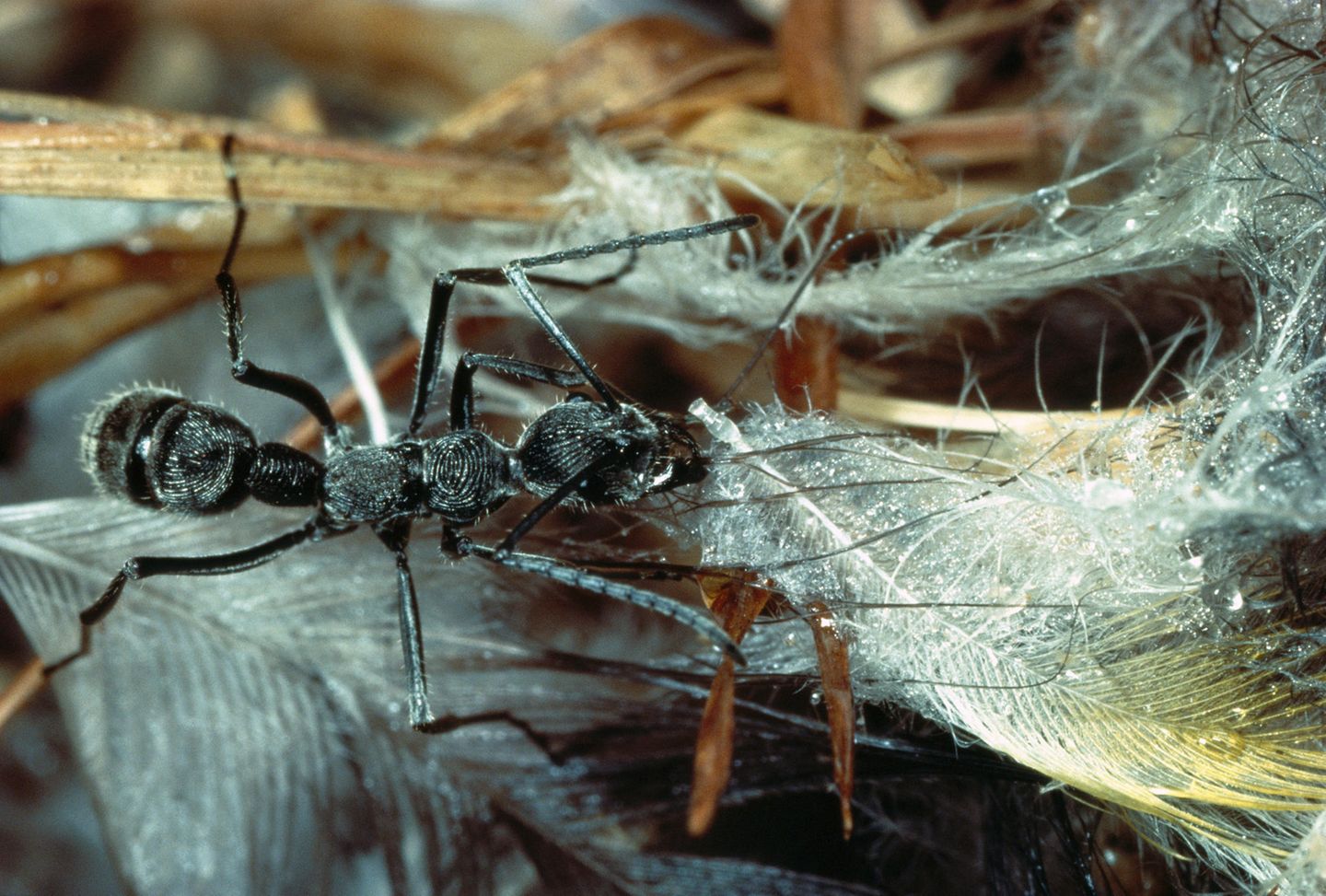 Jeder Tropfen zählt In den staubtrockenen Wüstenregionen Indiens entwickelte eine Ameisenart (Diacamma sp.) ein ausgeklügeltes System, um an Wasser zu kommen. Am Nesteingang platzieren die Tiere Federn, auf deren Rundungen sich über Nacht Tau bildet. Jeden Morgen sammeln die Ameisen den Tau, um sich mit ausreichend Wasser für die glühende Hitze des Tages zu wappnen