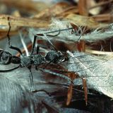 In den staubtrockenen Wüstenregionen Indiens entwickelte eine Ameisenart (Diacamma sp.) ein ausgeklügeltes System, um an Wasser zu kommen. Am Nesteingang platzieren die Tiere Federn, auf deren Rundungen sich über Nacht Tau bildet. Jeden Morgen sammeln die Ameisen den Tau, um sich mit ausreichend Wasser für die glühende Hitze des Tages zu wappnen