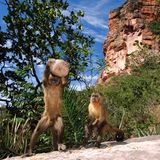 Affen zählen zu den geschicktesten Werkzeugnutzern im Tierreich. Dieser Rückenstreifen-Kapuziner-Affe (Sapajus libidinosus) benutzt einen großen Stein, um harte Palmnüsse zu knacken – das Jungtier daneben schaut bei jeder Bewegung aufmerksam zu. Die Affenart aus Brasilien benutzt außerdem auch Wurzeln und Zweige, um Ameisenbauten zu öffnen oder um in Baumhöhlen und Felsspalten nach Echsen, Insekten oder Honig zu suchen