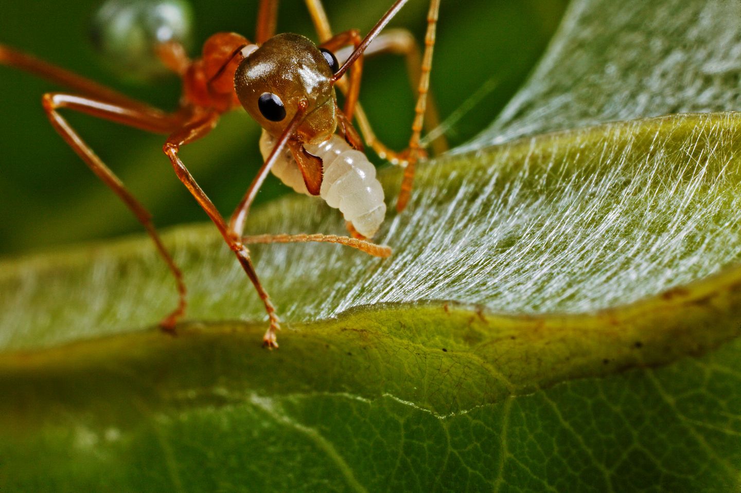 Kluge Architekten Im australischen Bundesland Queensland verwendet die Asiatische Weberameise (Oecophylla smaragdina), deren Larven Seide produzieren, eine ganz besondere Technik für ihren Nestbau. Ein erwachsenes Tier nimmt eine Larve ins Maul und spinnt mit den von ihr erzeugten Seidenfäden die Blätter für das Baumkronennest der Kolonie zusammen