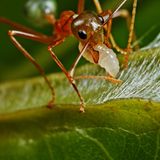 Im australischen Bundesland Queensland verwendet die Asiatische Weberameise (Oecophylla smaragdina), deren Larven Seide produzieren, eine ganz besondere Technik für ihren Nestbau. Ein erwachsenes Tier nimmt eine Larve ins Maul und spinnt mit den von ihr erzeugten Seidenfäden die Blätter für das Baumkronennest der Kolonie zusammen