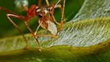 Im australischen Bundesland Queensland verwendet die Asiatische Weberameise (Oecophylla smaragdina), deren Larven Seide produzieren, eine ganz besondere Technik für ihren Nestbau. Ein erwachsenes Tier nimmt eine Larve ins Maul und spinnt mit den von ihr erzeugten Seidenfäden die Blätter für das Baumkronennest der Kolonie zusammen