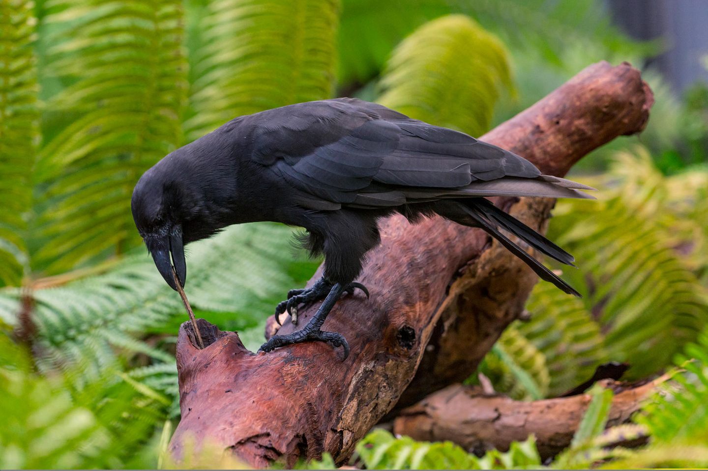 Die vom Aussterben bedrohte Hawaiikrähe (Corvus hawaiiensis), auch als "Alala" bekannt, benutzt kleine Zweige, um in einem hohlen Baumstamm nach Insekten zu suchen, die sie ansonsten nicht erreichen könnte. Wenn die Stöckchen zu lang sind, werden sie gekürzt oder als ungeeignet verworfen. Von den Krähen leben nur noch weniger als 150 Tiere, die meisten davon in menschlicher Obhut auf Hawaii. Auch andere Vogelarten wie die Geradschnabelkrähe (Corvus moneduloides) oder der Spechtdarwinfink (Camarhynchus pallidus) nutzen Äste und Zweige, um an versteckte Insekten zu kommen