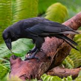 Die vom Aussterben bedrohte Hawaiikrähe (Corvus hawaiiensis), auch als "Alala" bekannt, benutzt kleine Zweige, um in einem hohlen Baumstamm nach Insekten zu suchen, die sie ansonsten nicht erreichen könnte. Wenn die Stöckchen zu lang sind, werden sie gekürzt oder als ungeeignet verworfen. Von den Krähen leben nur noch weniger als 150 Tiere, die meisten davon in menschlicher Obhut auf Hawaii. Auch andere Vogelarten wie die Geradschnabelkrähe (Corvus moneduloides) oder der Spechtdarwinfink (Camarhynchus pallidus) nutzen Äste und Zweige, um an versteckte Insekten zu kommen