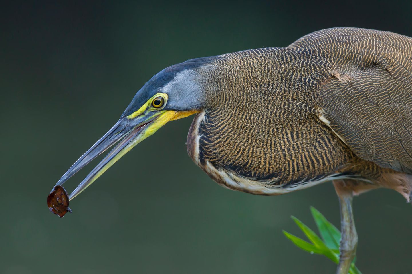 Der in Costa Rica und weiteren Teilen Mittelamerikas beheimatete Nacktkehlreiher (Tigrisoma mexicanum) angelt mit einem Köder. Dazu lässt der Vogel Samen oder Fliegen als Futter ins Wasser fallen, um Fische anzulocken. Danach wartet er bewegungslos auf einer Stelle im Wasser. Kommt ein Fisch vorbei und frisst den Köder, stößt der Reiher blitzschnell mit seinem Schnabel zu und durchbohrt die Beute 