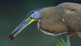 Der in Costa Rica und weiteren Teilen Mittelamerikas beheimatete Nacktkehlreiher (Tigrisoma mexicanum) angelt mit einem Köder. Dazu lässt der Vogel Samen oder Fliegen als Futter ins Wasser fallen, um Fische anzulocken. Danach wartet er bewegungslos auf einer Stelle im Wasser. Kommt ein Fisch vorbei und frisst den Köder, stößt der Reiher blitzschnell mit seinem Schnabel zu und durchbohrt die Beute 