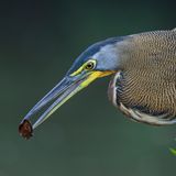Der in Costa Rica und weiteren Teilen Mittelamerikas beheimatete Nacktkehlreiher (Tigrisoma mexicanum) angelt mit einem Köder. Dazu lässt der Vogel Samen oder Fliegen als Futter ins Wasser fallen, um Fische anzulocken. Danach wartet er bewegungslos auf einer Stelle im Wasser. Kommt ein Fisch vorbei und frisst den Köder, stößt der Reiher blitzschnell mit seinem Schnabel zu und durchbohrt die Beute 