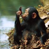 Schimpansen sind die biologisch engsten Verwandten des Menschen. Dieses junge Exemplar (Pan troglodytes) benutzt ein Blatt, um damit aus einem Gewässer zu trinken. Bei Schimpansen wurden inzwischen mehr als 20 unterschiedliche Formen von Werkzeuggebrauch beobachtet. Sie benutzen Steine, um Nüsse zu knacken oder stochern mit Ästen in Bienenstöcken und lecken anschließend den süßen Honig ab. Außerdem verwenden sie sogar selbstgemachte Jagdwaffen aus Stöcken, welche sie mit ihren Zähnen angespitzt haben