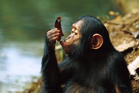 Schimpansen sind die biologisch engsten Verwandten des Menschen. Dieses junge Exemplar (Pan troglodytes) benutzt ein Blatt, um damit aus einem Gewässer zu trinken. Bei Schimpansen wurden inzwischen mehr als 20 unterschiedliche Formen von Werkzeuggebrauch beobachtet. Sie benutzen Steine, um Nüsse zu knacken oder stochern mit Ästen in Bienenstöcken und lecken anschließend den süßen Honig ab. Außerdem verwenden sie sogar selbstgemachte Jagdwaffen aus Stöcken, welche sie mit ihren Zähnen angespitzt haben