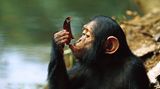 Schimpansen sind die biologisch engsten Verwandten des Menschen. Dieses junge Exemplar (Pan troglodytes) benutzt ein Blatt, um damit aus einem Gewässer zu trinken. Bei Schimpansen wurden inzwischen mehr als 20 unterschiedliche Formen von Werkzeuggebrauch beobachtet. Sie benutzen Steine, um Nüsse zu knacken oder stochern mit Ästen in Bienenstöcken und lecken anschließend den süßen Honig ab. Außerdem verwenden sie sogar selbstgemachte Jagdwaffen aus Stöcken, welche sie mit ihren Zähnen angespitzt haben
