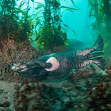 Ein junger Seeotter (Enhydra lutris) trägt eine leere Muschelschale mit sich. Diese werden oft dazu verwendet, weitere Muscheln vom Meeresgrund zu lösen. Um an das zarte Muschelfleisch zu kommen, schlagen Seeotter die Muscheln auf einen Stein. Dazu liegen sie auf dem Rücken im Wasser, während sie den Stein auf ihrem Bauch balancieren. Dieser dient dann als Amboss, auf dem sie die Muscheln spalten